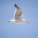 Wellbet平台的优势与特色:让你轻松享受游戏乐趣 ylnf84