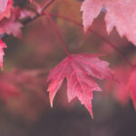 16021期胜负彩开奖结果揭晓,大奖花落谁家? 5dsopslmm