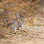 360偷窥直播引发全民隐私恐慌 60d2rfan